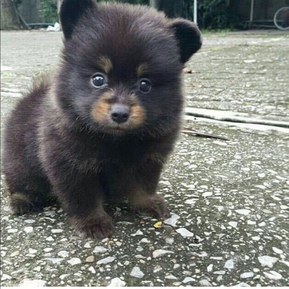 Meet your Posher, Caroline